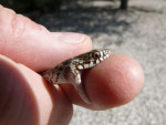Jonge H.gemonensis, balkantoornslang, Kroatie