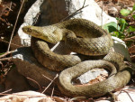 Dobbelsteenslang Natrix tesselata Kroatie