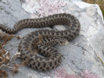 Spitsneusadder Vipera ursinii macrops Montenegro