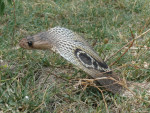 India-cobra Naja naja Omgeving Chenai 