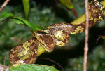 Bamboe-adder Agumbe-regenwoud