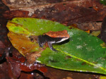 Tweekleurige kikker Agumbe-regenwoud