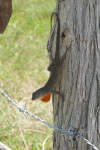 Bahama-anolis Anolis sagrei