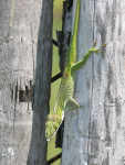 Anolis porcatus man