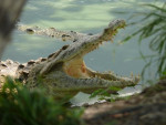 Amerikaanse krokodil Crocodylus acutus