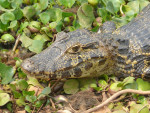 Jacare-kaaiman in de Pantanal