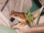 Boomkikker Pantanal